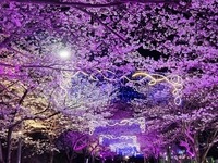 고창군, ‘제3회 고창벚꽃축제(기다렸나, 봄)’ 4월4일 개막
