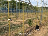 상주시, 다축형 평면수형 복숭아 과원 첫 도입