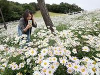 임실군, 국화와 구절초 등 만개