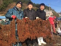 경북 수산자원硏, 멍게 종자 자체 생산 성공